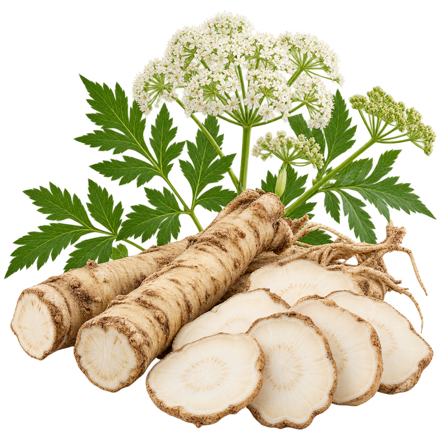Angelica dahurica