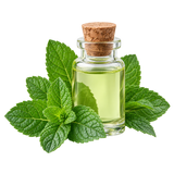 Menthe poivrée
